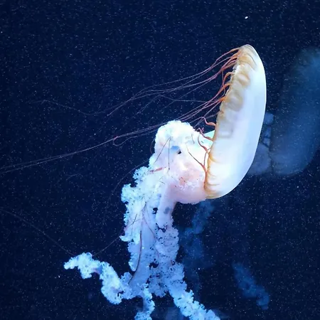 évasion En Côte D'opale Classé 2 étoiles Appartamento