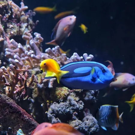 évasion En Côte D'opale Classé 2 étoiles * Boulogne-sur-Mer