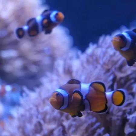 Evasion En Cote D'opale Classe 2 Etoiles Possibilite De Parking 公寓 滨海布洛涅